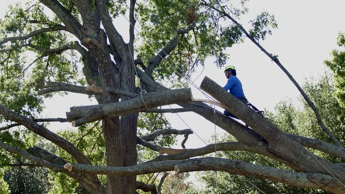 Professional Hazardous Tree Removal performed by certified arborists in Venedocia